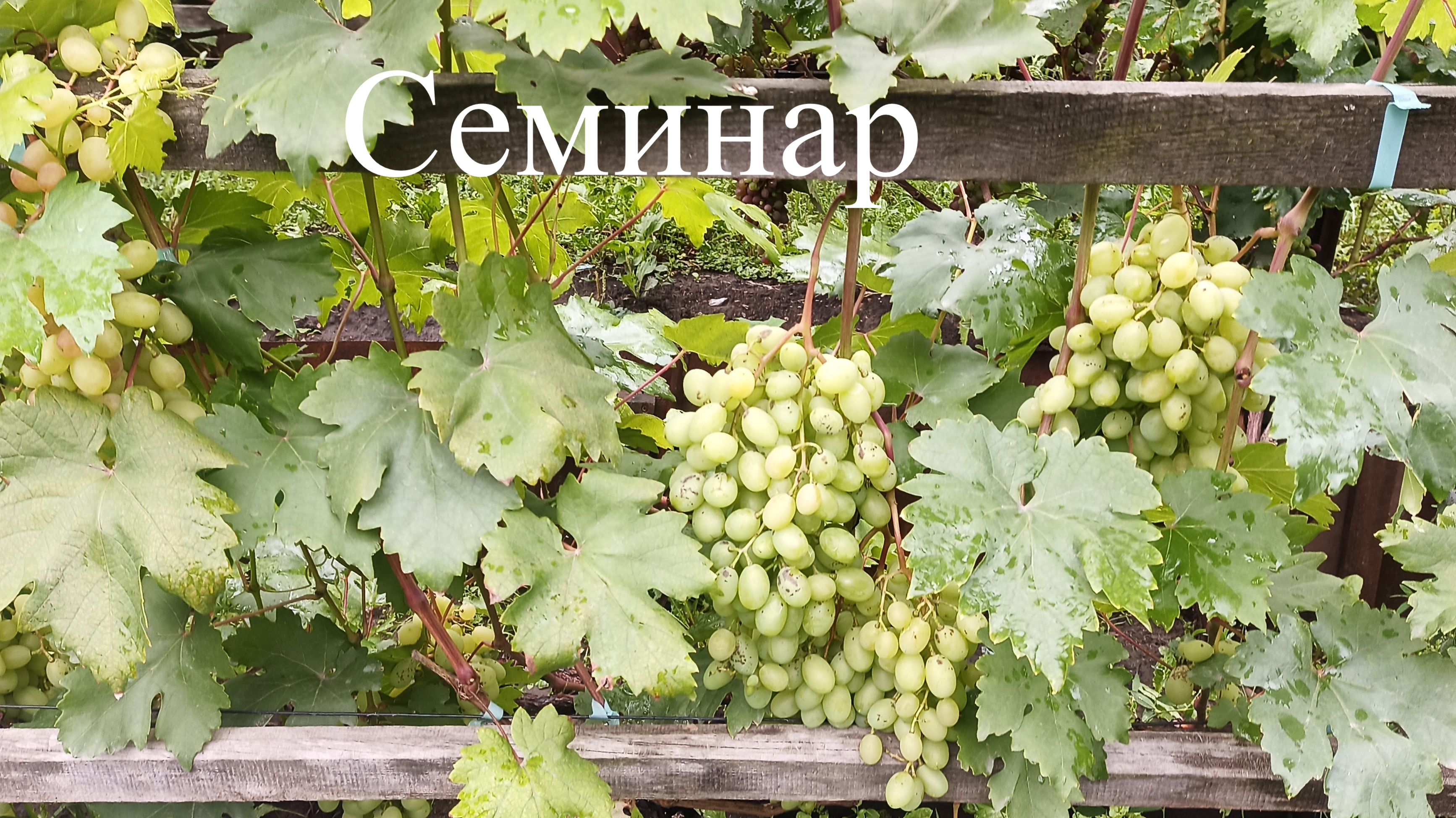 Выращивание винограда в Сибири!